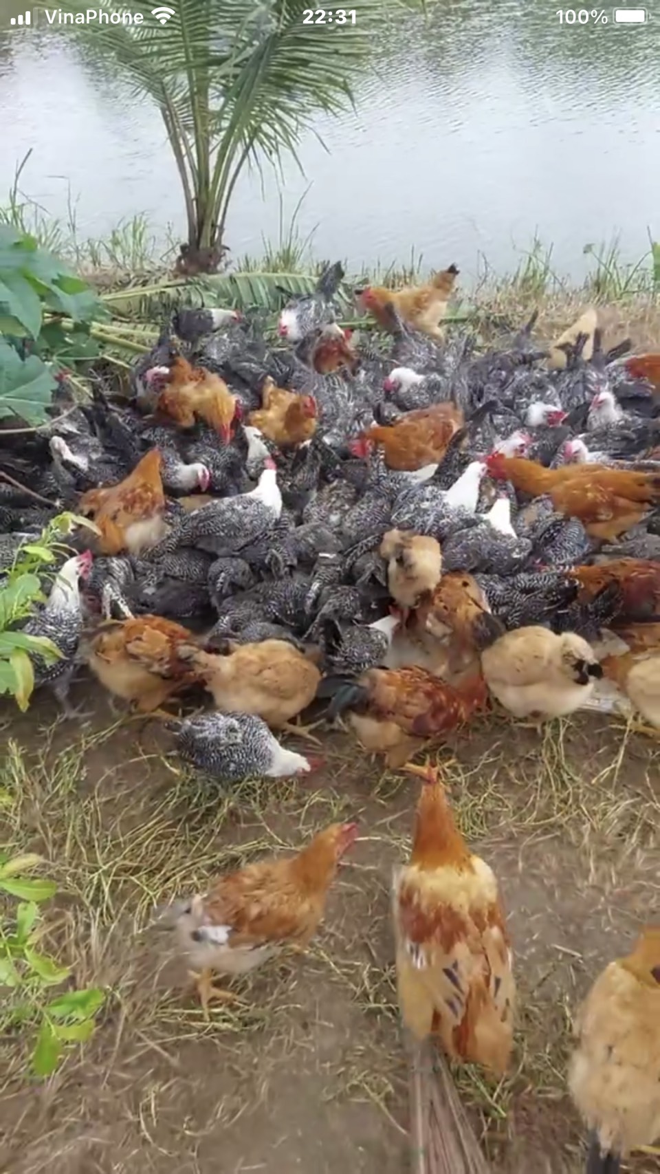 Kỹ thuật nuôi gà thả vườn  cho hộ gia đình